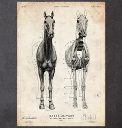 Codex Anatomicus Animal Anatomy^Horse anatomy III