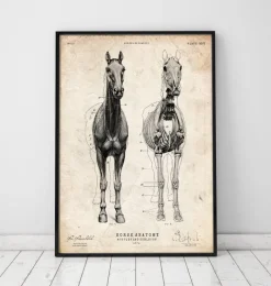 Codex Anatomicus Animal Anatomy^Horse anatomy III