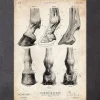 Codex Anatomicus Animal Anatomy^Horse hooves anatomy
