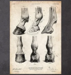 Codex Anatomicus Animal Anatomy^Horse hooves anatomy