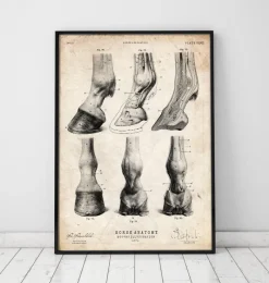 Codex Anatomicus Animal Anatomy^Horse hooves anatomy
