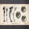 Codex Anatomicus Animal Anatomy^Horse legs and hooves anatomy