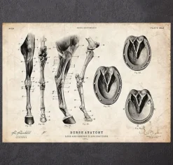 Codex Anatomicus Animal Anatomy^Horse legs and hooves anatomy