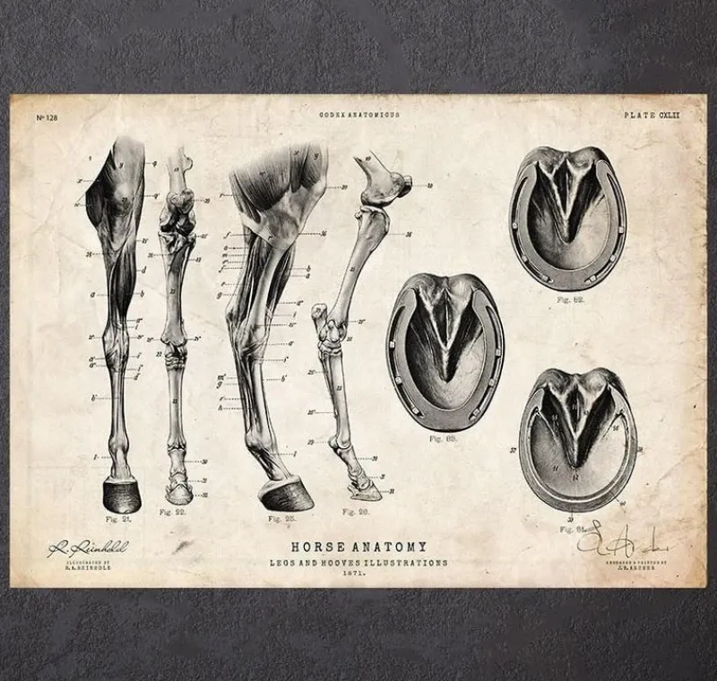 Codex Anatomicus Animal Anatomy^Horse legs and hooves anatomy