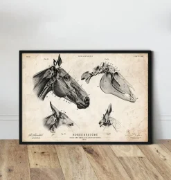 Codex Anatomicus Animal Anatomy^Horse skull print