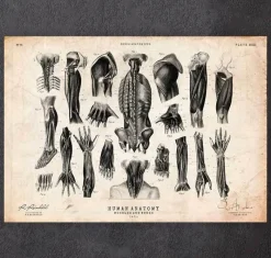 Codex Anatomicus Various Organs^Human anatomy print - Various illustrations III