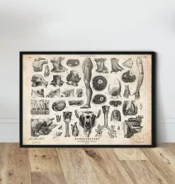 Codex Anatomicus Various Organs^Human anatomy print - Various illustrations II