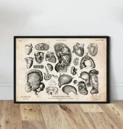 Codex Anatomicus Various Organs^Human anatomy print - Various illustrations IV