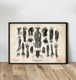 Codex Anatomicus Various Organs^Human anatomy print - Various illustrations III
