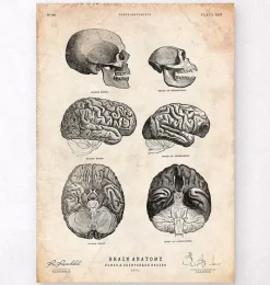Codex Anatomicus Brain Anatomy^Human and chimpanzee brain anatomy
