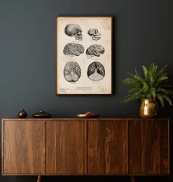 Codex Anatomicus Brain Anatomy^Human and chimpanzee brain anatomy
