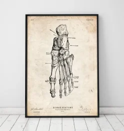 Codex Anatomicus Hands & Legs^Human foot anatomy print