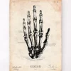 Codex Anatomicus Hands & Legs^Human hand anatomy print