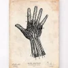 Codex Anatomicus Hands & Legs^Human hand anatomy print IV