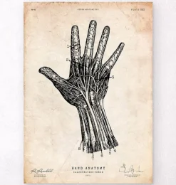 Codex Anatomicus Hands & Legs^Human hand anatomy print IV
