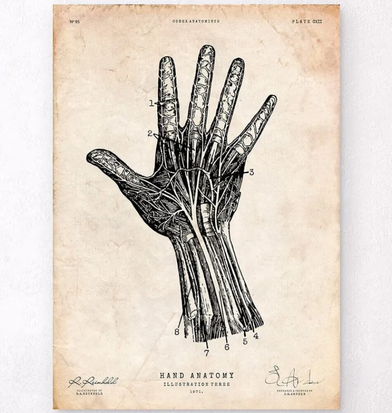 Codex Anatomicus Hands & Legs^Human hand anatomy print IV