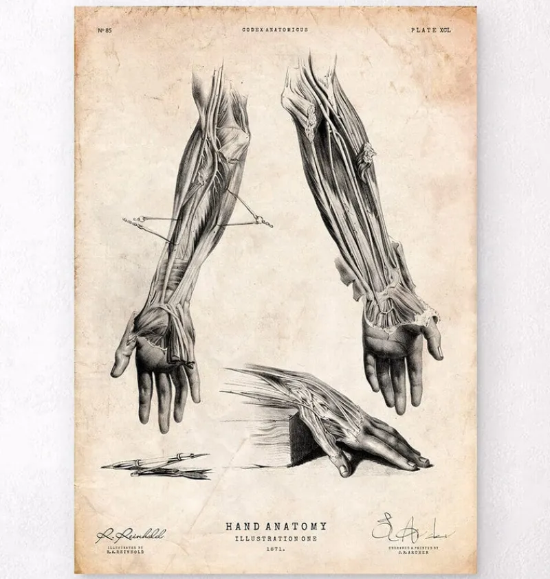 Codex Anatomicus Hands & Legs^Human hand anatomy print III