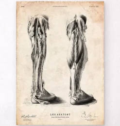 Codex Anatomicus Hands & Legs^Human leg anatomy print