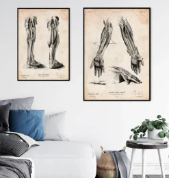 Codex Anatomicus Hands & Legs^Human leg anatomy print