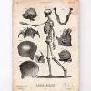 Codex Anatomicus Skull & Skeleton^Human skeleton print