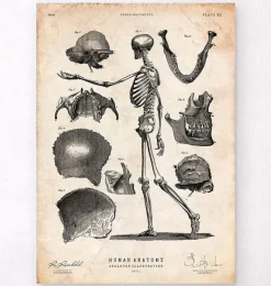 Codex Anatomicus Skull & Skeleton^Human skeleton print