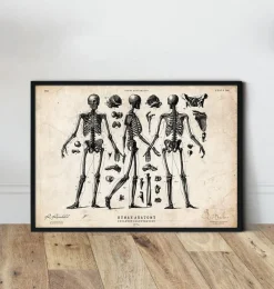 Codex Anatomicus Skull & Skeleton^Human skeleton print II