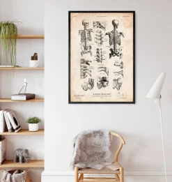 Codex Anatomicus Skull & Skeleton^Human skeleton print IV