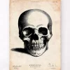 Codex Anatomicus Skull & Skeleton^Human skull print II