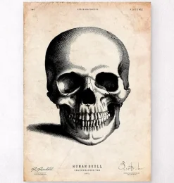 Codex Anatomicus Skull & Skeleton^Human skull print II