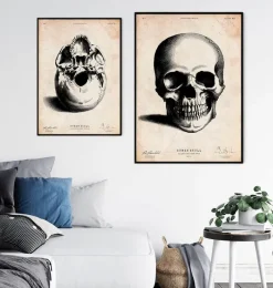 Codex Anatomicus Skull & Skeleton^Human skull print II