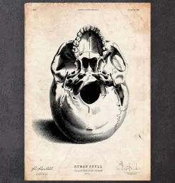 Codex Anatomicus Skull & Skeleton^Human skull print III