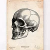 Codex Anatomicus Skull & Skeleton^Human skull print IV