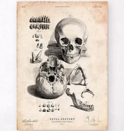 Codex Anatomicus Skull & Skeleton^Human skull print IX