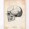 Codex Anatomicus Skull & Skeleton^Human skull print IX