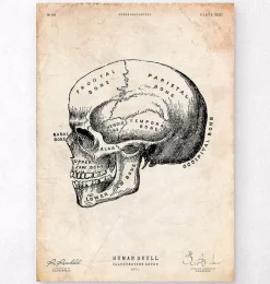 Codex Anatomicus Skull & Skeleton^Human skull print IX