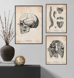Codex Anatomicus Skull & Skeleton^Human skull print IX