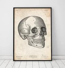 Codex Anatomicus Skull & Skeleton^Human skull print V