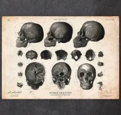 Codex Anatomicus Skull & Skeleton^Human skull print VII