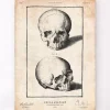 Codex Anatomicus Skull & Skeleton^Human skull print VIII