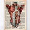 Codex Anatomicus Full Body Anatomy^Human torso anatomy - Old dictionary page