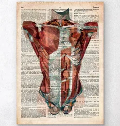 Codex Anatomicus Full Body Anatomy^Human torso anatomy - Old dictionary page