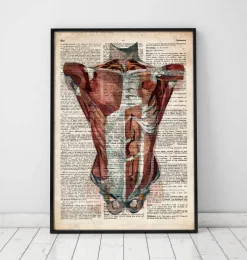 Codex Anatomicus Full Body Anatomy^Human torso anatomy - Old dictionary page
