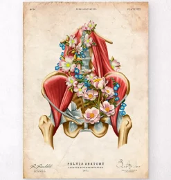 Codex Anatomicus Skull & Skeleton^Iliacus and Psoas muscles - Floral - Vintage