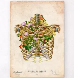 Codex Anatomicus Skull & Skeleton^Intercostal nerves - Floral - Vintage