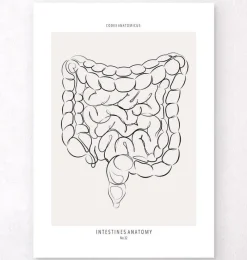 Codex Anatomicus Digestive System^Intestines anatomy - Line Art