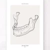 Codex Anatomicus Dental Anatomy^Jaw anatomy - Line Art