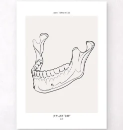 Codex Anatomicus Dental Anatomy^Jaw anatomy - Line Art