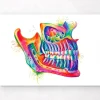 Codex Anatomicus Dental Anatomy^Jaw dental anatomy art - Watercolor splash
