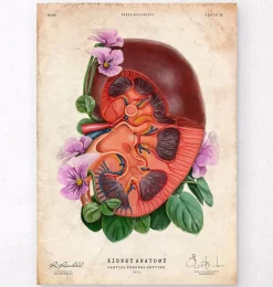 Codex Anatomicus Kidney & Liver^Kidney anatomy - Floral - Vintage