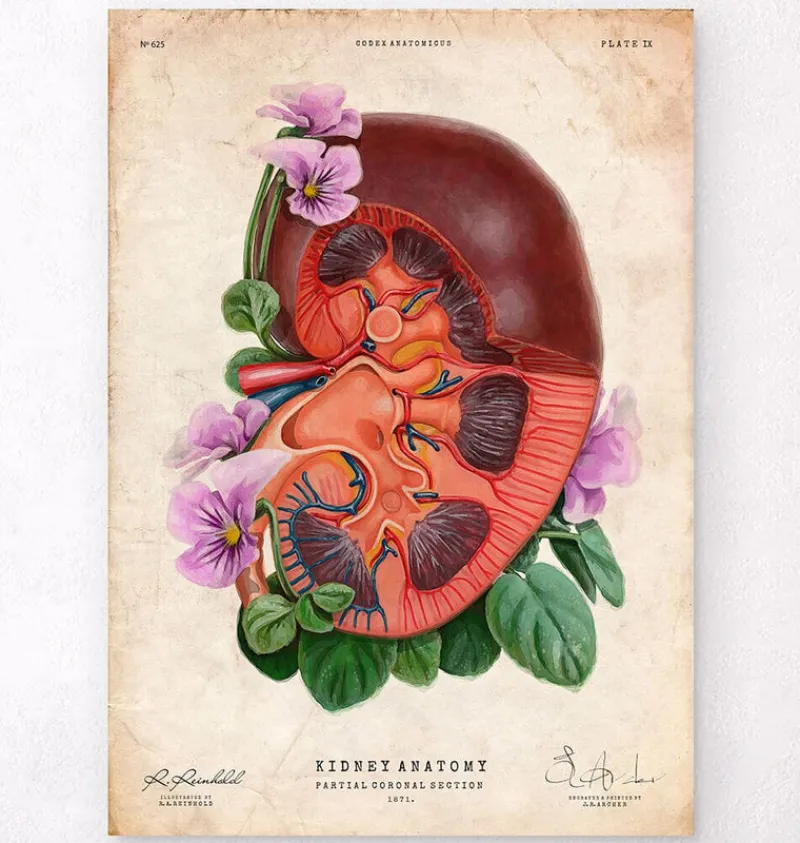 Codex Anatomicus Kidney & Liver^Kidney anatomy - Floral - Vintage